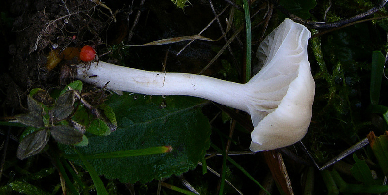 Camarophyllus da determinare.
